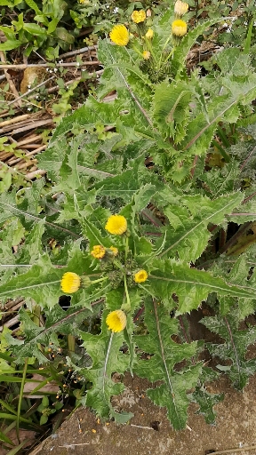 山坡野生药草#花叶滇苦菜具有清热解毒的功效