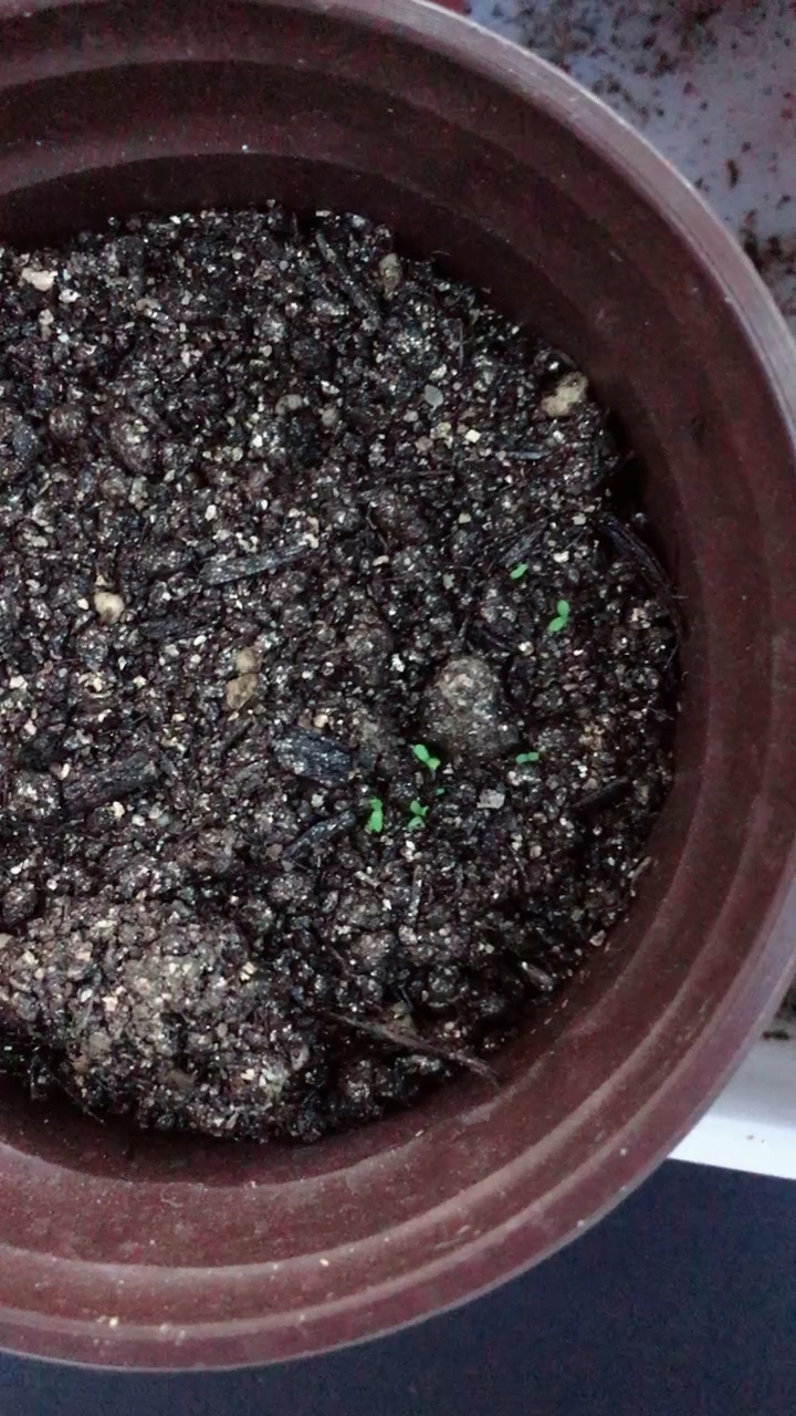 五色菊发芽了,不知道会不会真的开出五种颜色来