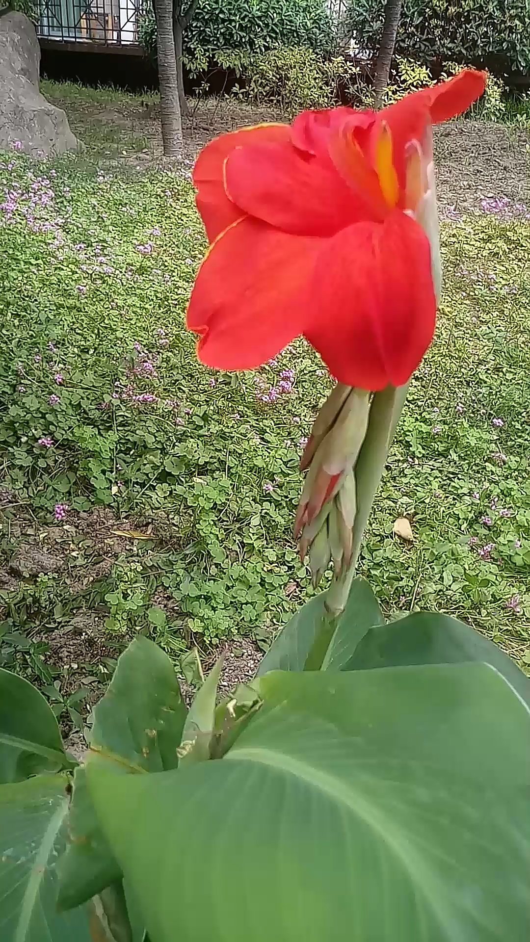 芭蕉花开红似火.