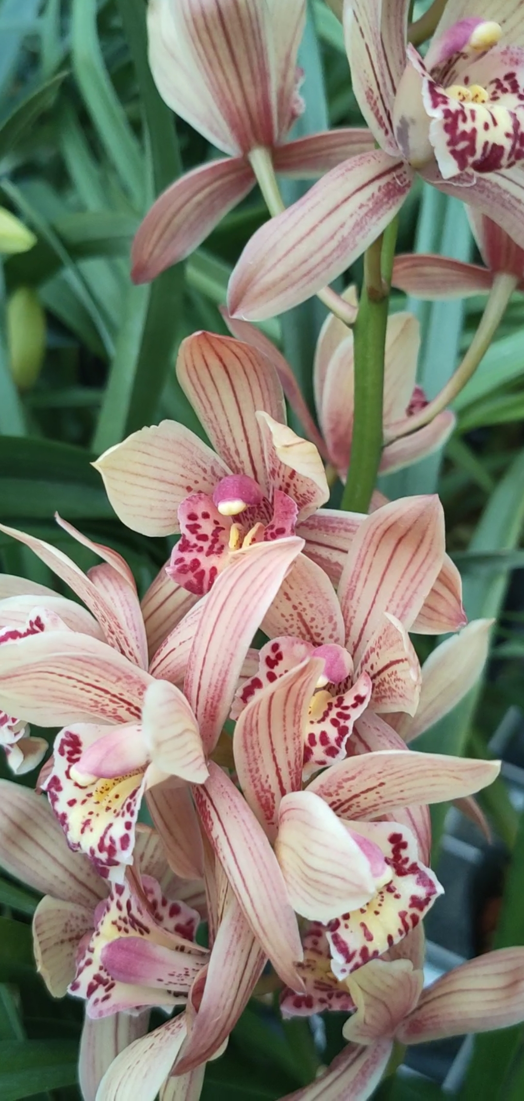 红粉佳人花漂亮喜庆香