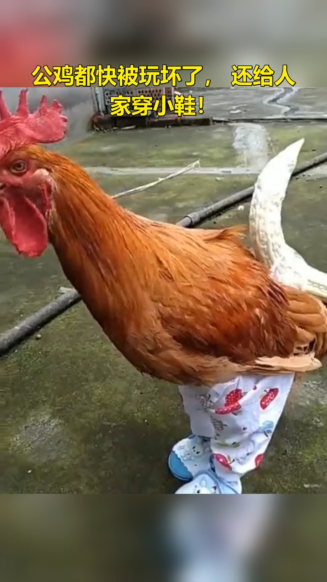 搞笑段子剧#公鸡都快被玩坏了,还给人家穿小鞋!