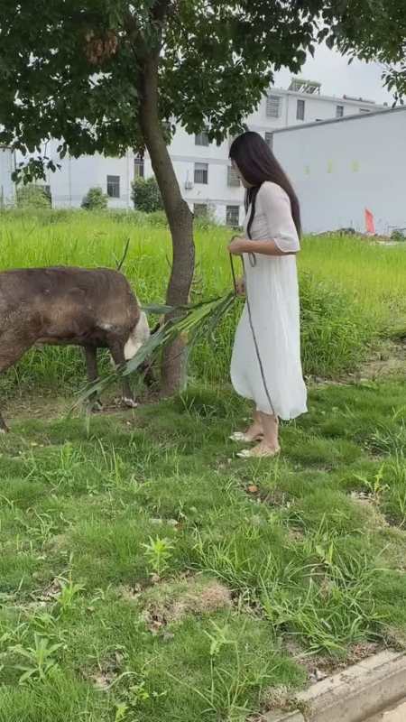 你端午节吃粽子我放鹿王立果养鹿动物园动物园里有什么