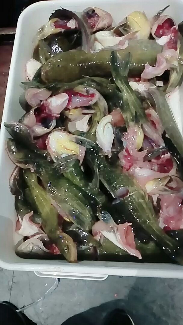 舌尖上的旅行#雅府胖师鱼府旳鱼?还不错哦