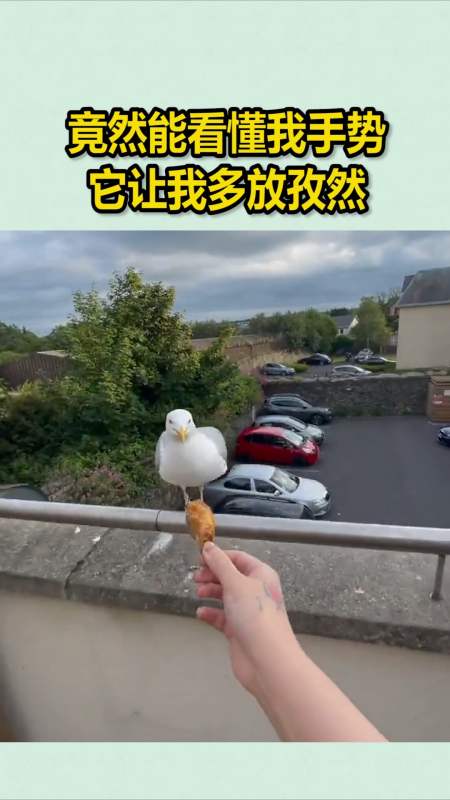 竟然能看懂我手势,它让我多放孜然