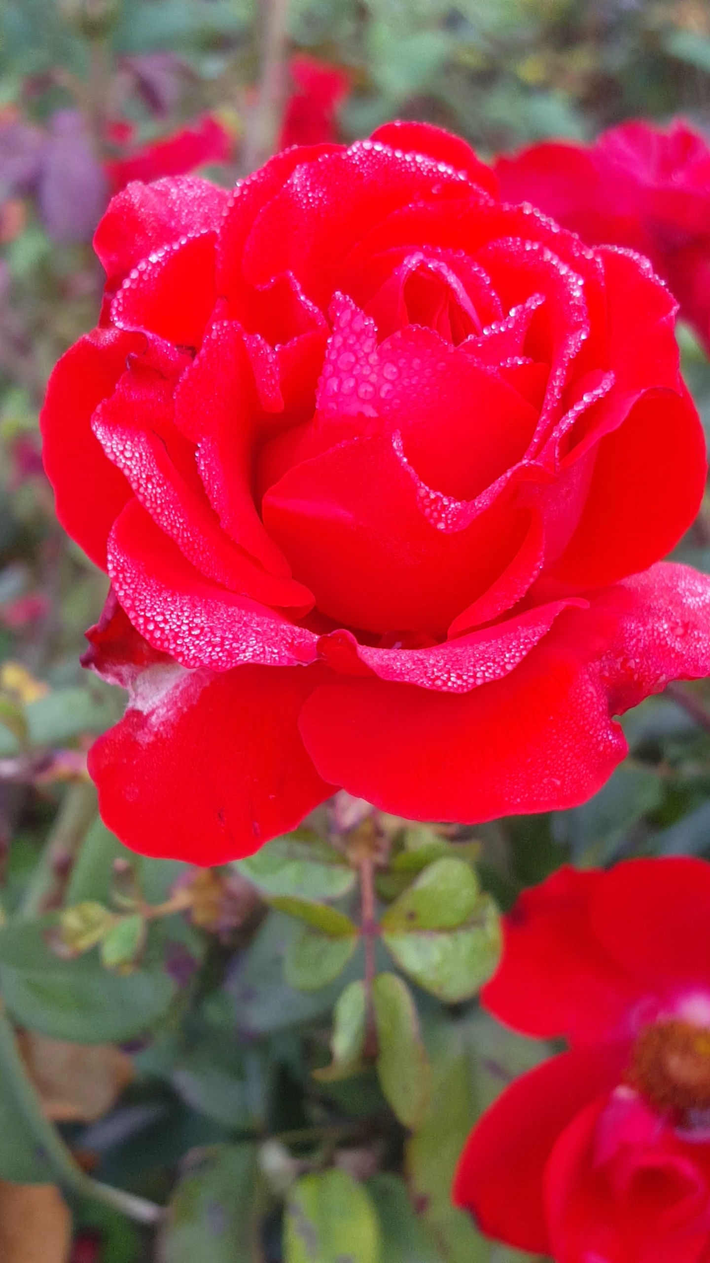 美丽的三色月季花好美呀