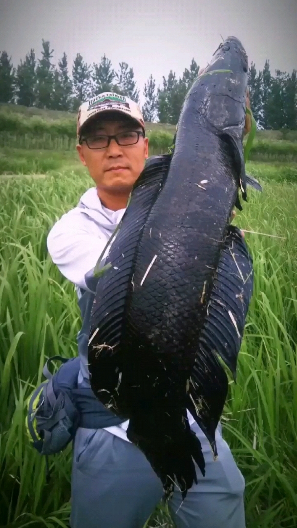 2018雷强黑鱼年终总结