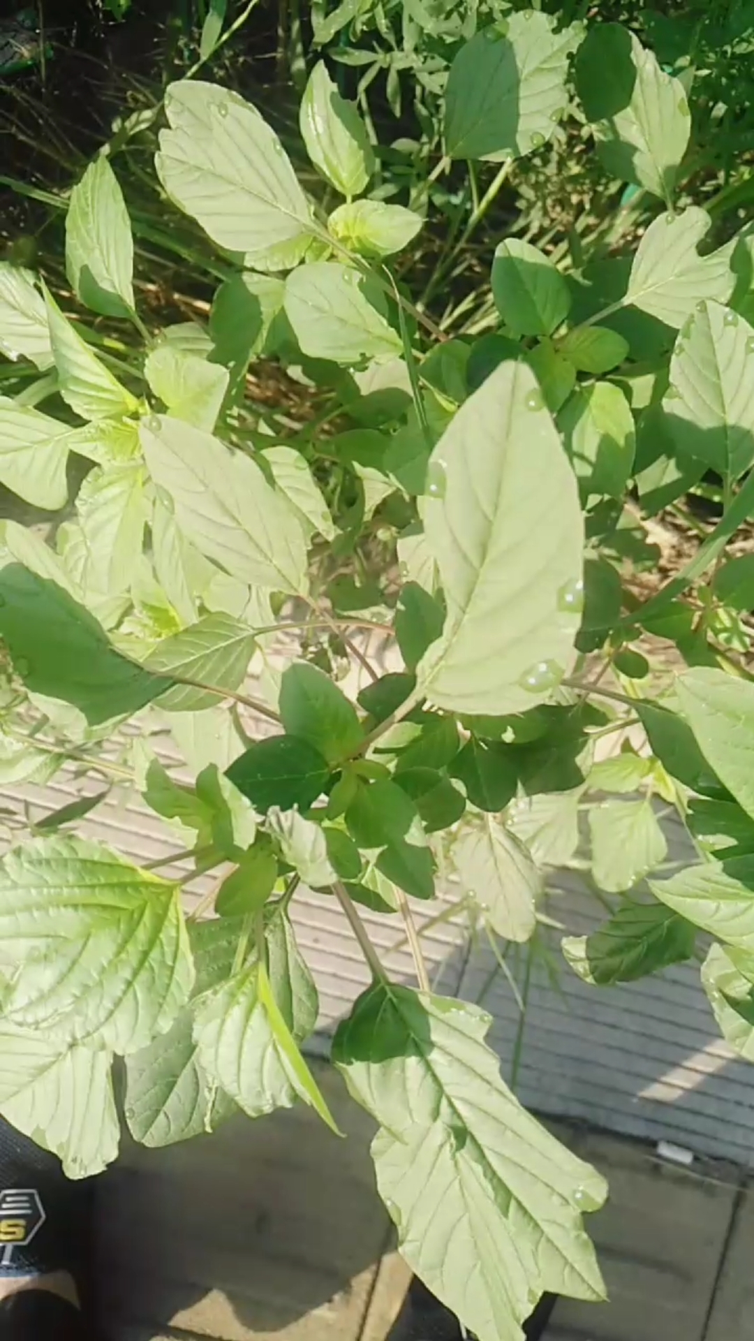 红米菜