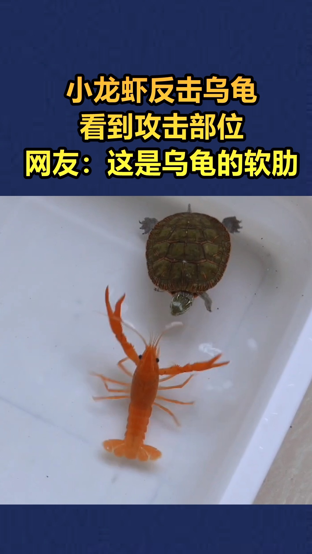 我要上热门#小龙虾和乌龟大战,谁能获胜呢