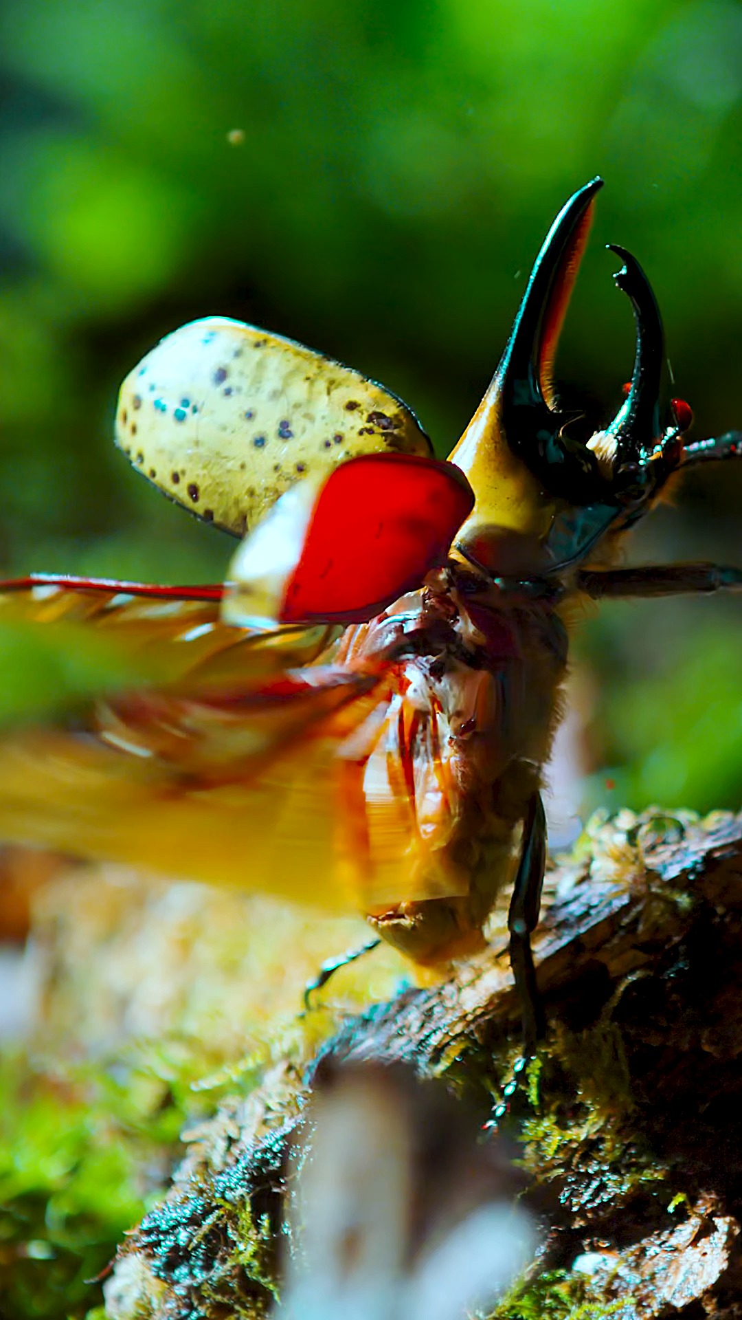 动物世界#大力独角仙:我这是太胖了,还是起飞时没有助跑?