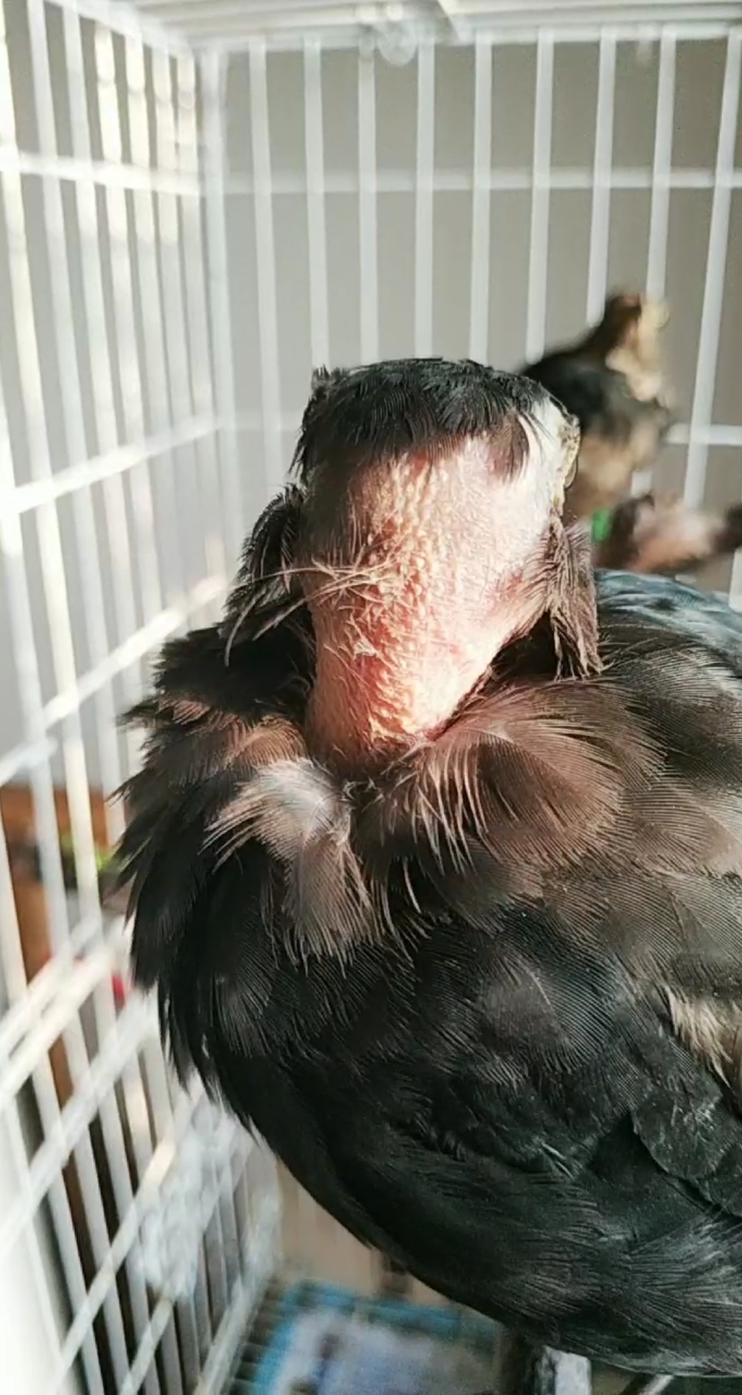 美丽新中国#秃脖子鸫鸟