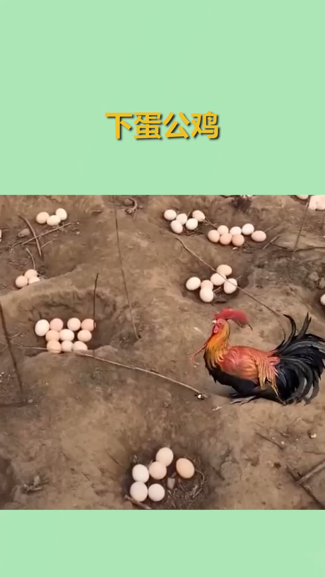 我要上热门#公鸡下蛋,下蛋公鸡,公鸡中的战斗机,欧耶