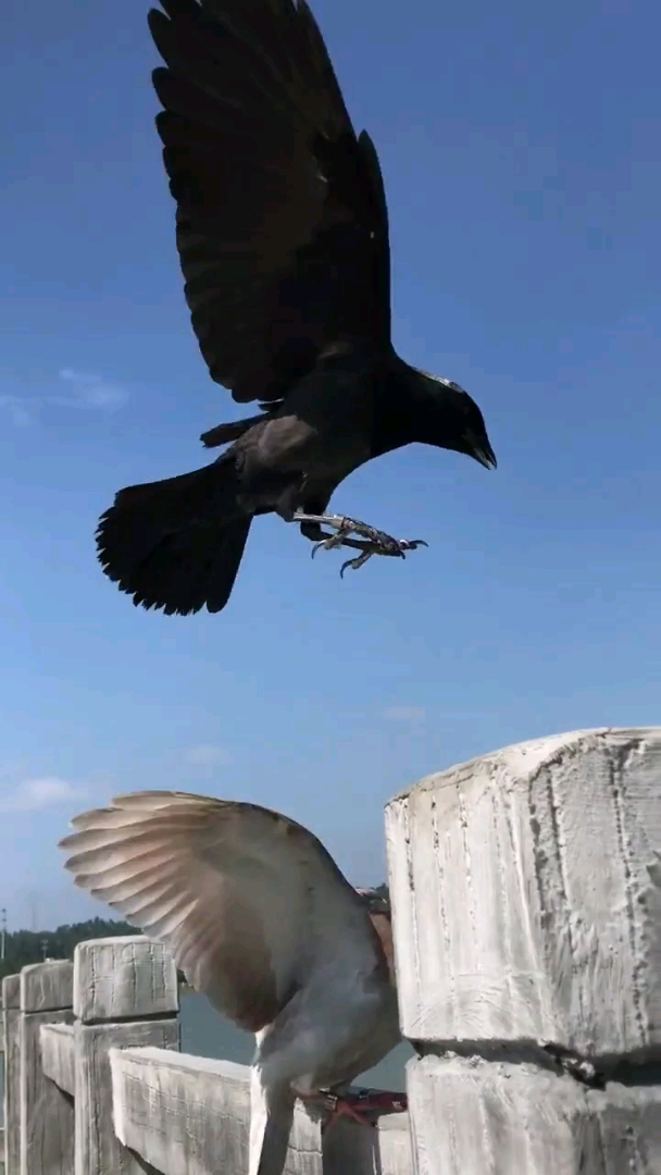 一只乌鸦一直对一只鸽子采取不友好行为