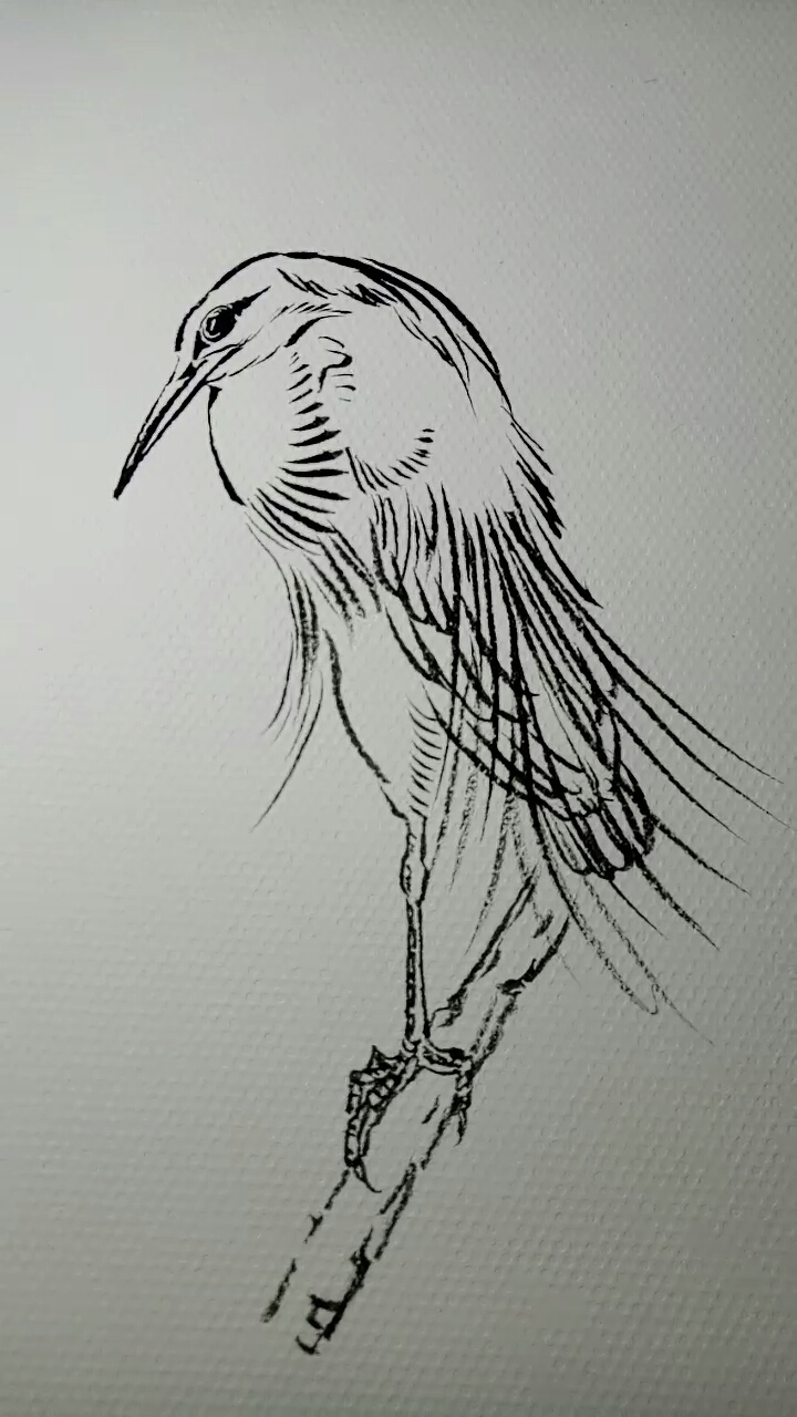 一看就会的白描画#白鹭白描画法过程-度小视