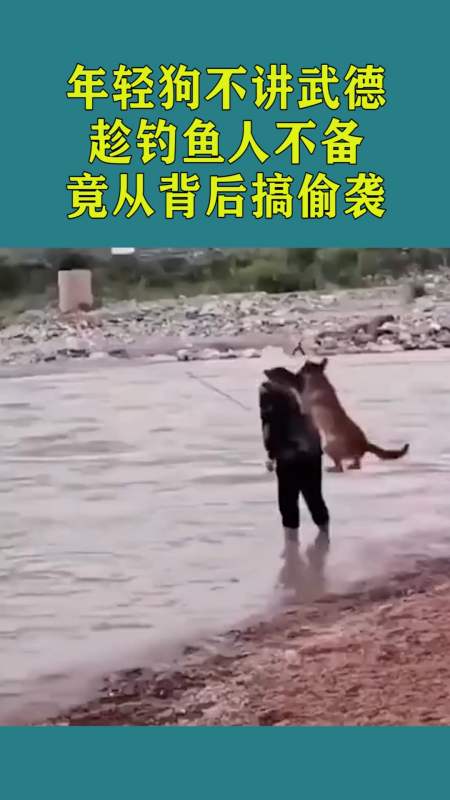年轻狗真不讲武德,趁钓鱼人不注意,竟然从背后搞偷袭!
