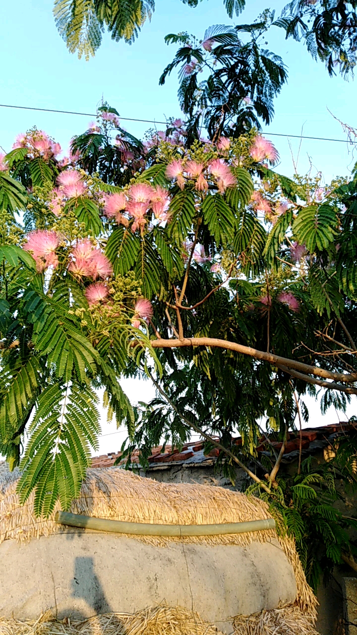 榕树花开红艳艳