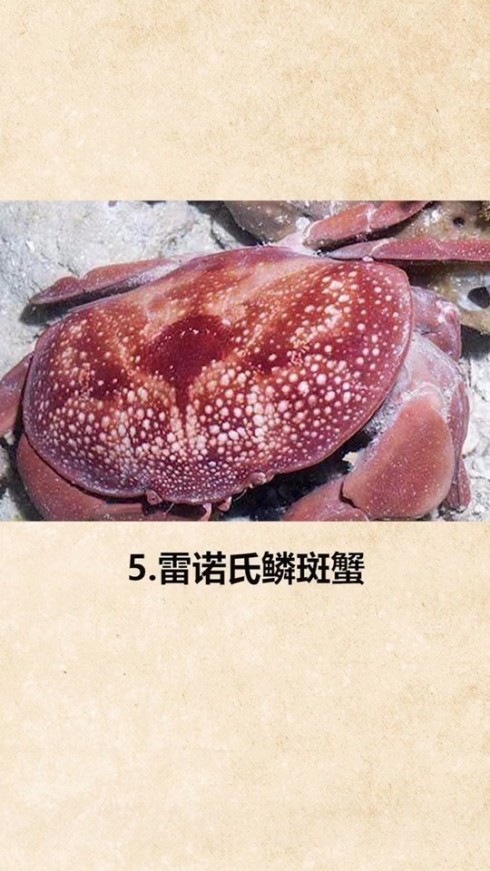 雷诺氏鳞斑蟹图片