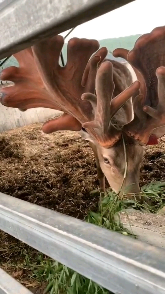 鹿王的角就是不一样