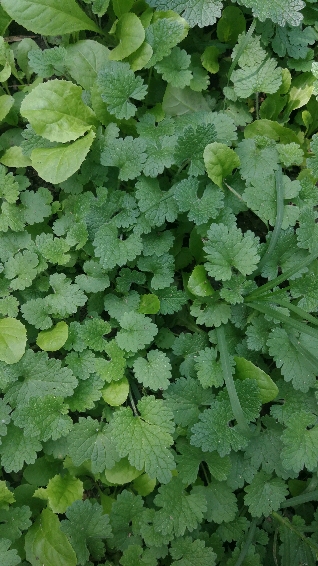 活血丹,也叫十八缺,因为叶子边缘的锯齿正好十八个-度小视