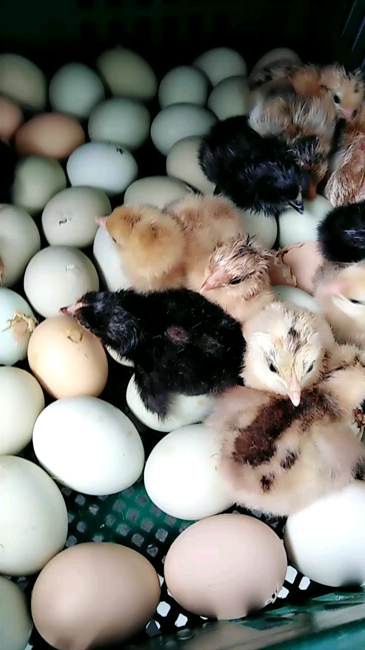 这是自己孵的小鸡,有柴鸡苗,绿壳鸡苗,看看好不