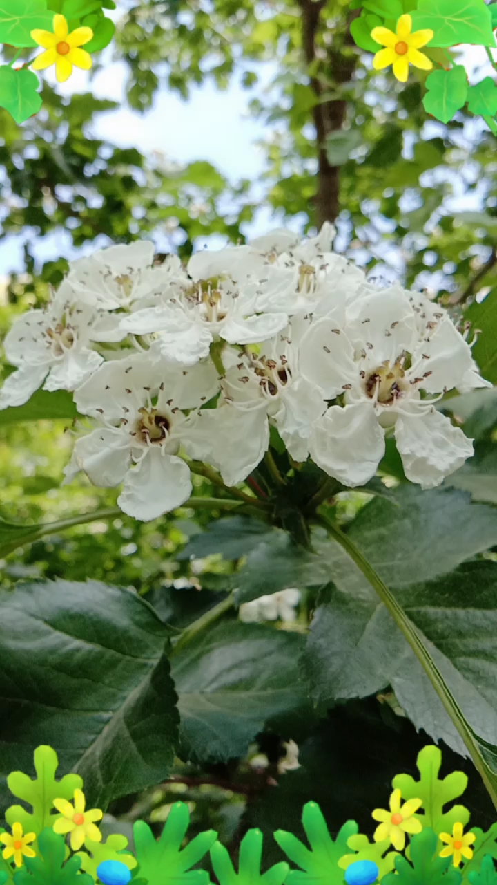 洁白如玉的山楂树花