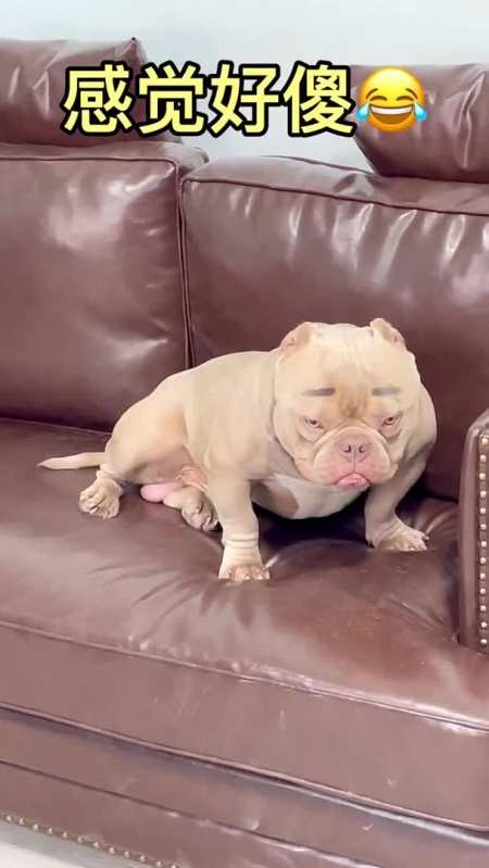 动物图鉴恶霸犬李多余长留上仙恶霸犬不懂狗