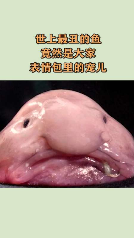 我搞笑你开心#世上最丑的鱼,竟然是大家,表情包里的宠儿