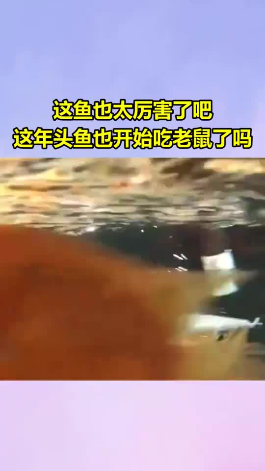 我要上热门这鱼也太厉害了吧,这年头鱼也开始吃老鼠了吗