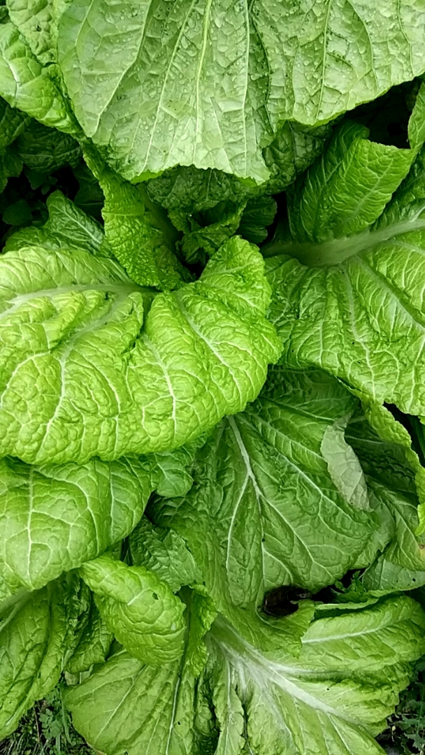 纯天然绿色蔬菜