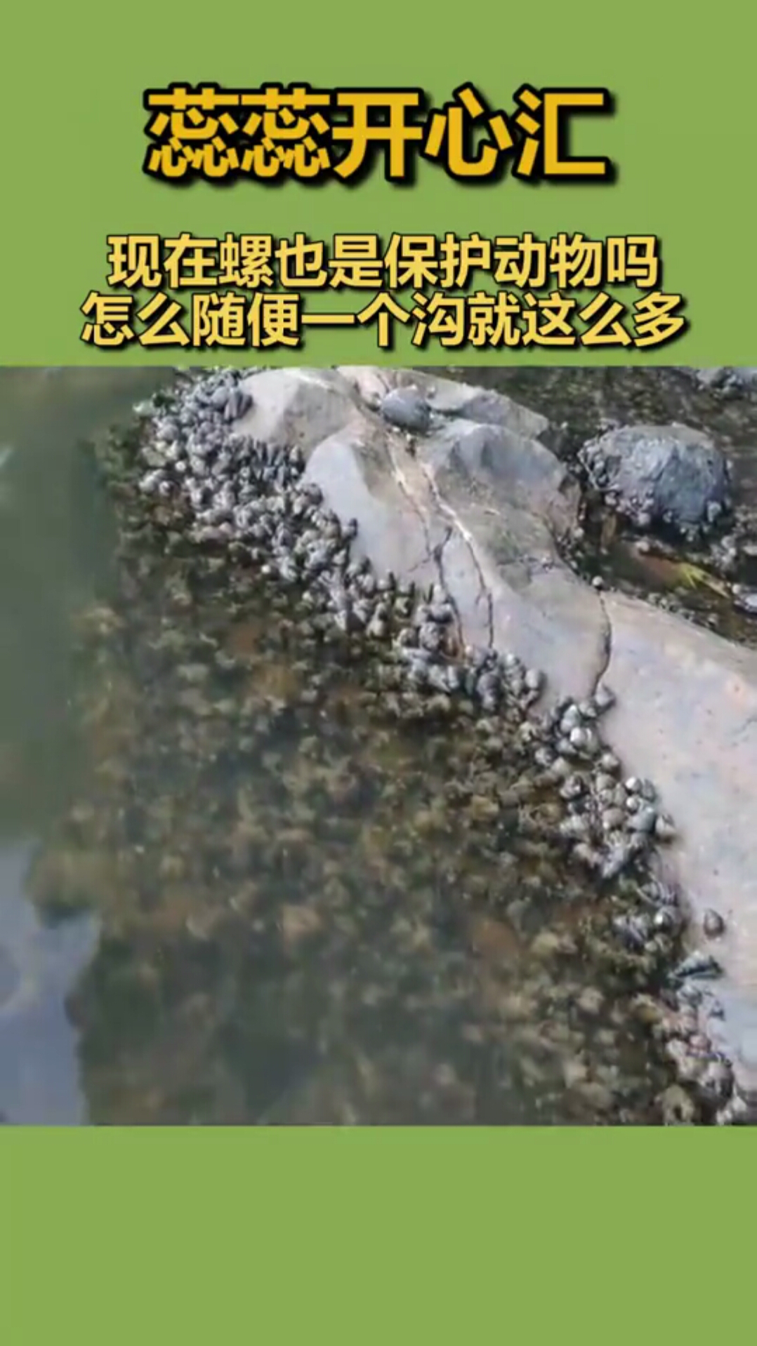现在螺也是保护动物吗,怎么随便一个沟就这么多