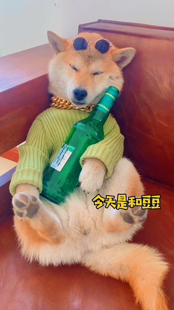宠物最可爱的样子#喝多了吧?这只假狐狸 #柴犬 #逗比