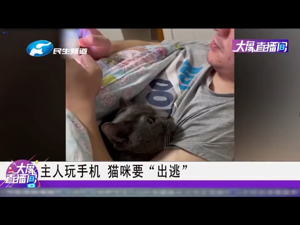 猫咪段子16mb图片