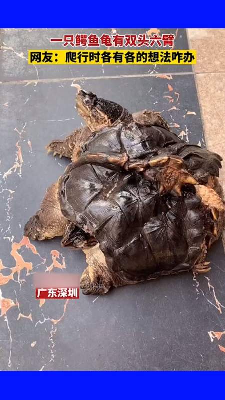 一只鳄龟有双头六臂,网友:爬行时各有各的想法可咋办