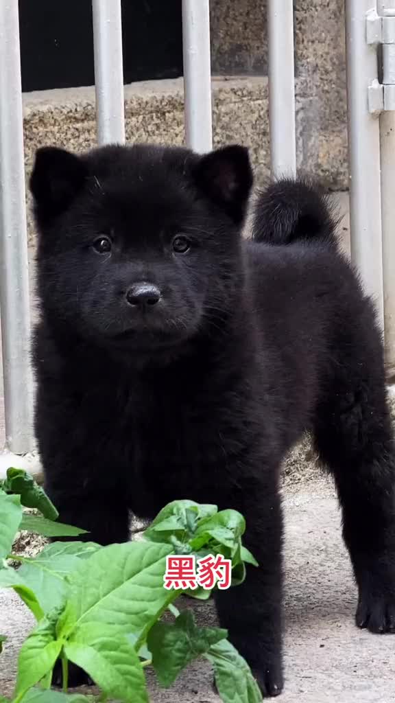 五短身材,大骨架,毛色乌黑发亮,机灵聪明#全民小助手#保护中华田园犬