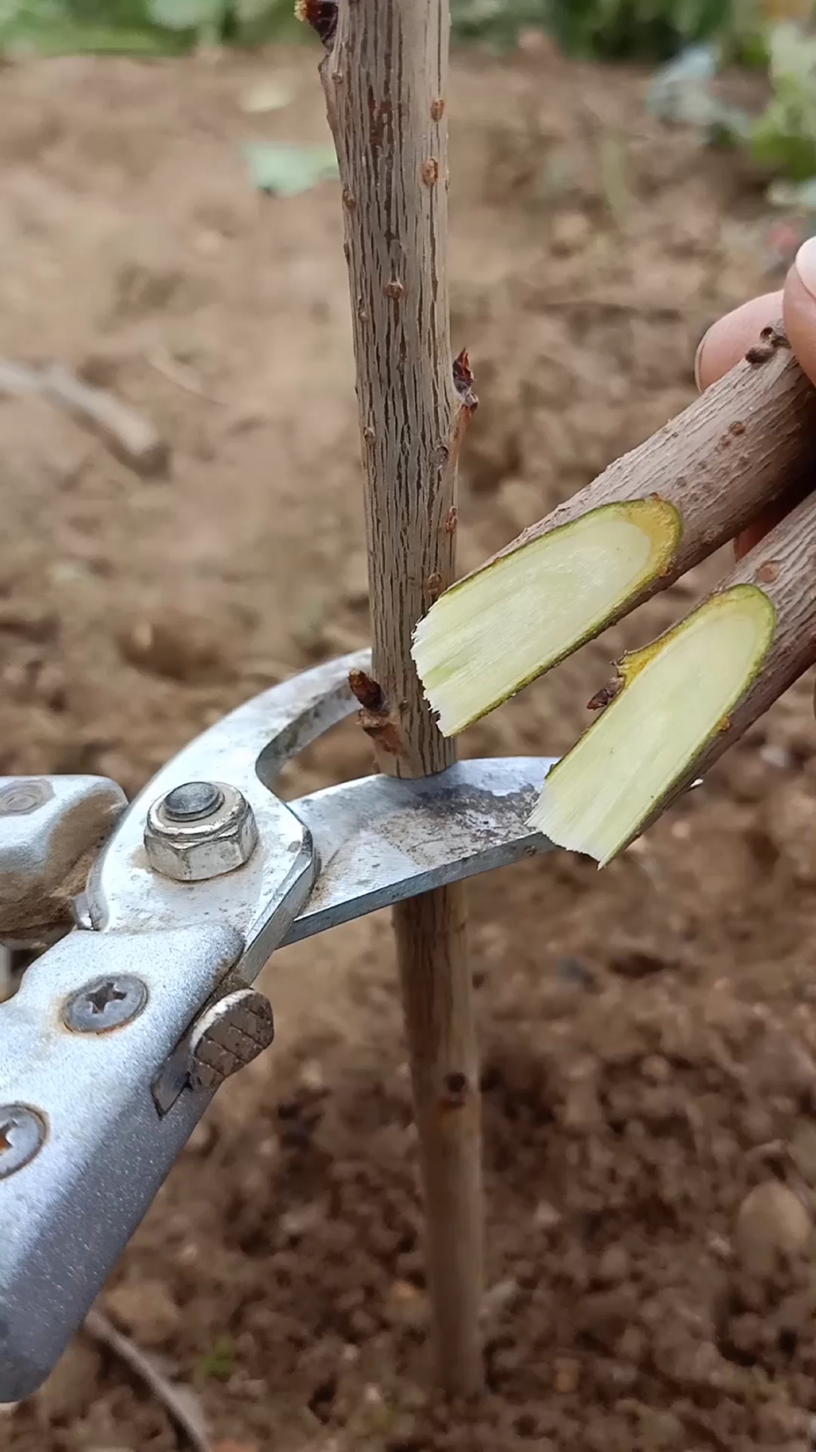 嫁接高手#劈接技术,成活率极高,你怎么看?