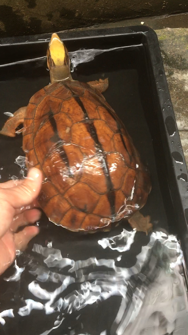 试蛋金钱龟海南西线大黄头,金钱风水摆设:金钱归来,招财进宅,家里