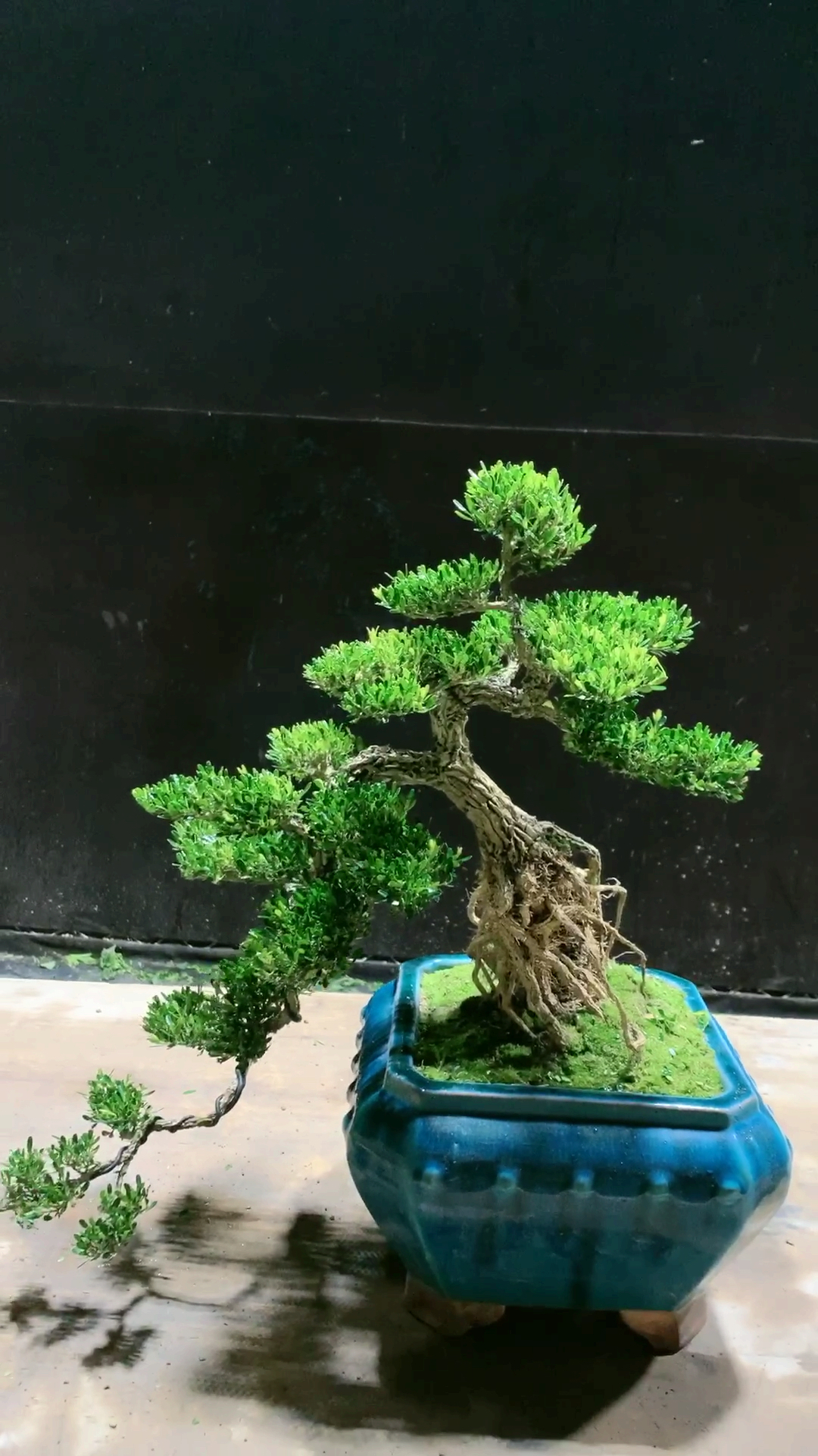 提根临水雀舌黄杨