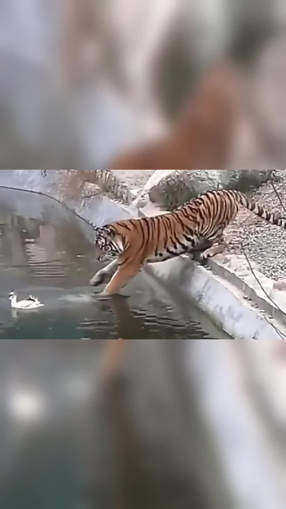 老虎对着鸭子深情的凝望,那是对食物的深深的眷恋,太执着了!