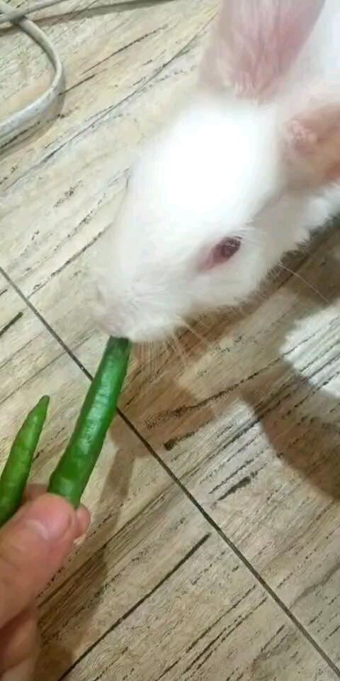 爱吃辣椒的小兔子