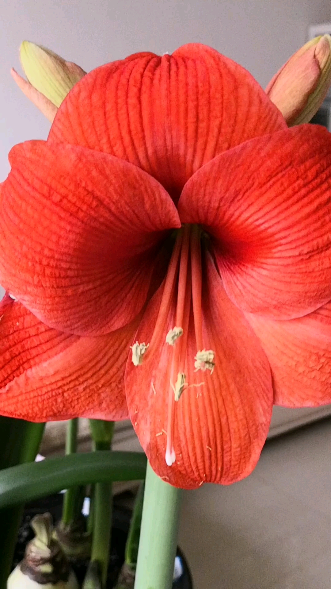 进口单瓣朱顶红美美哒!