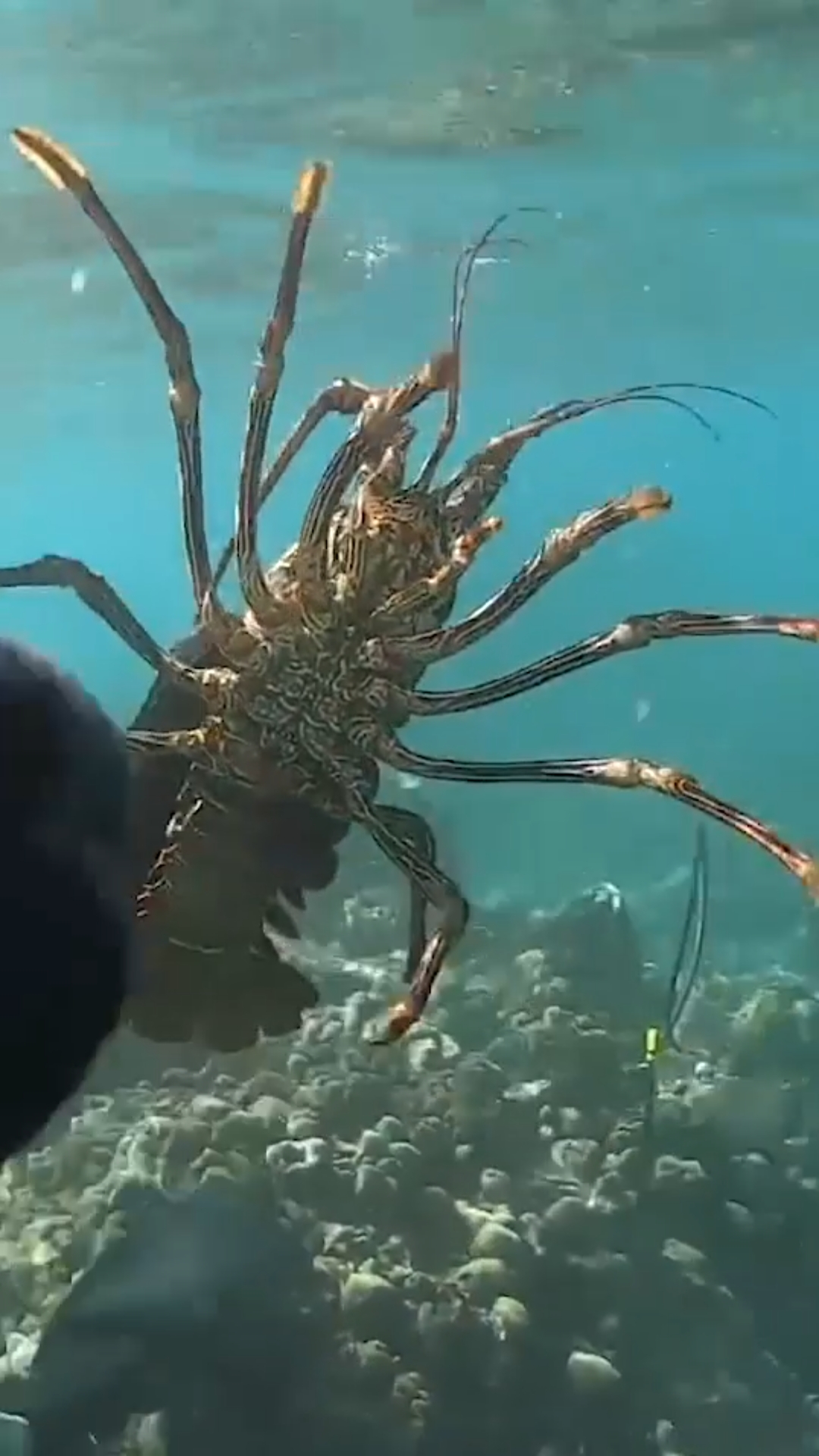 海底世界#爽,抓到这样的大龙虾