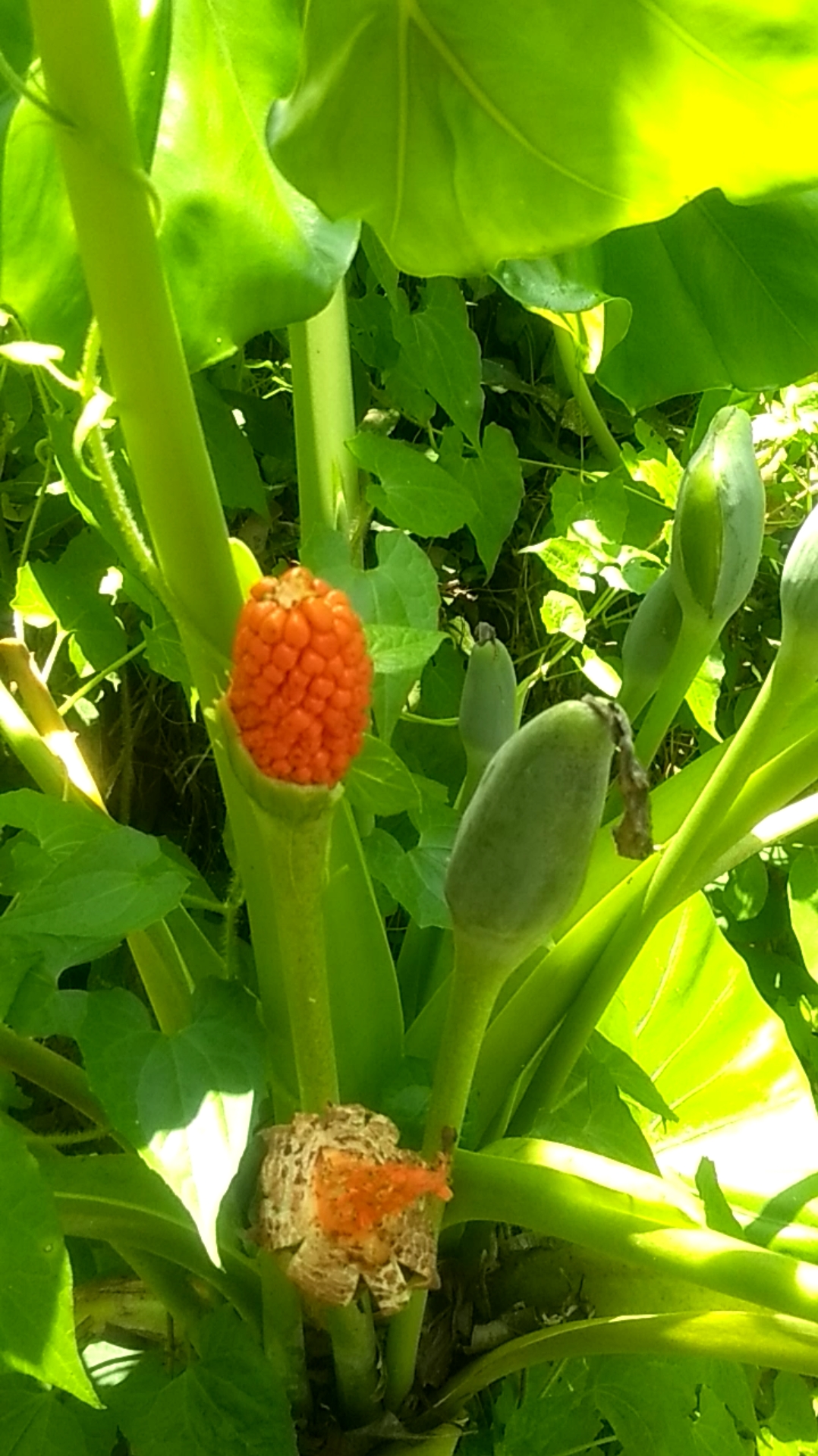 我的小花园#海芋开花是这样……别名巨型海芋,滴水观音