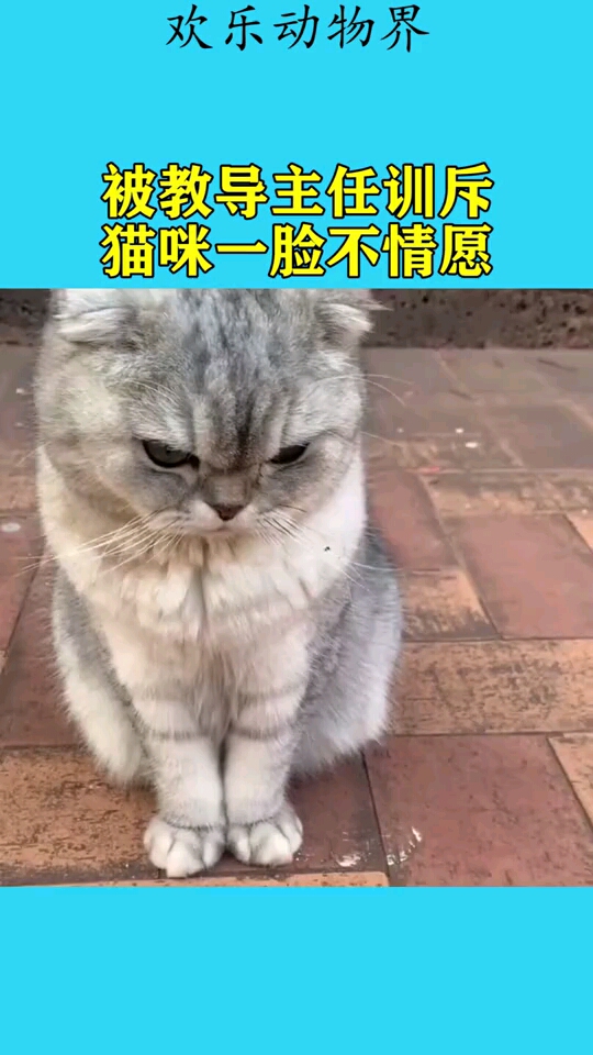 被教导主任训斥,猫咪一脸不情愿!