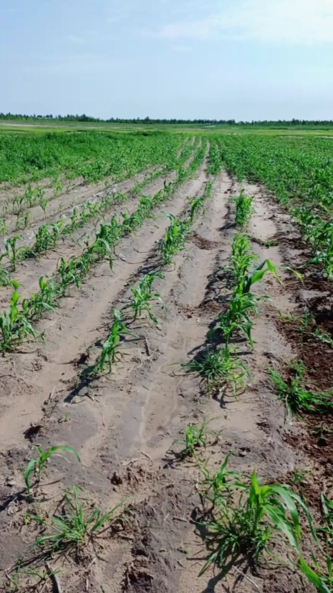 有正事没高粱这么高了才开苗