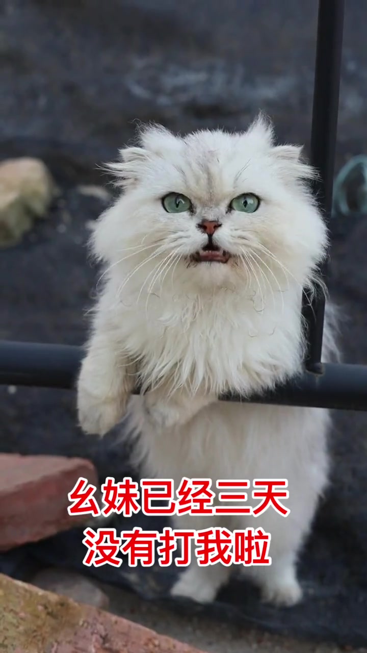 猫咪唱歌真搞笑小白要想欠揍了网红猫小白马骝仔
