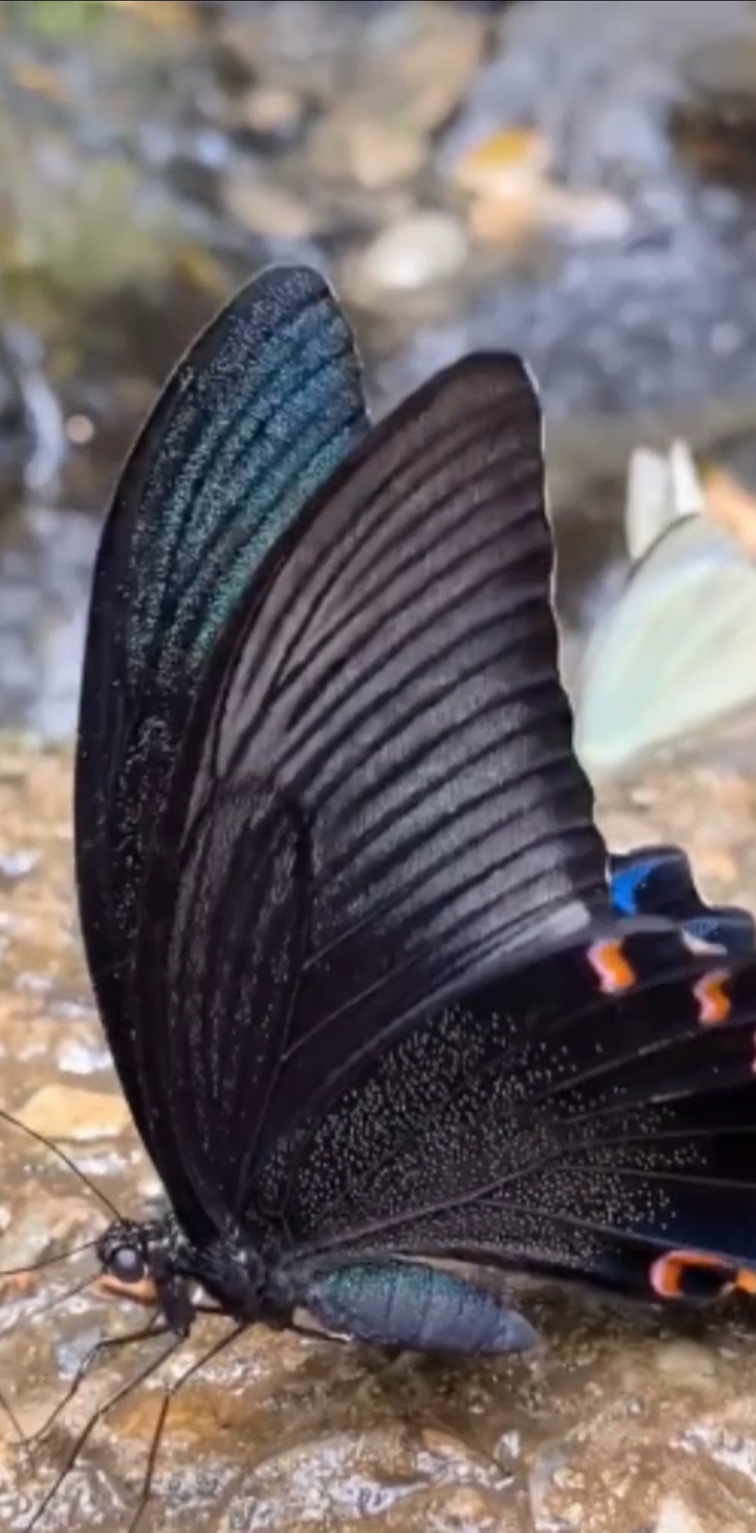 蝴蝶展翅,好美啊!