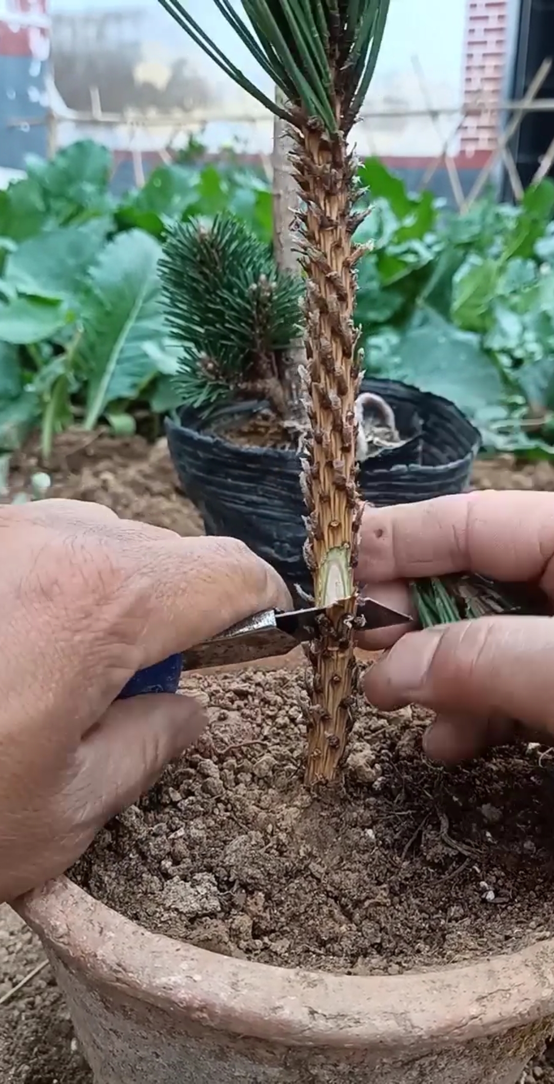 嫁接技术#五针松腹部嫁接,成活率百分之百