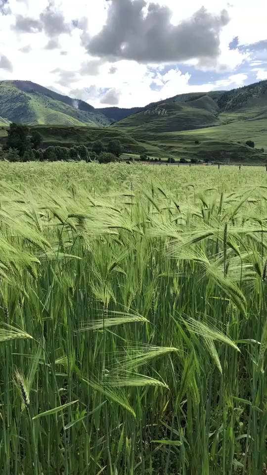 青稞和大麦的图片图片