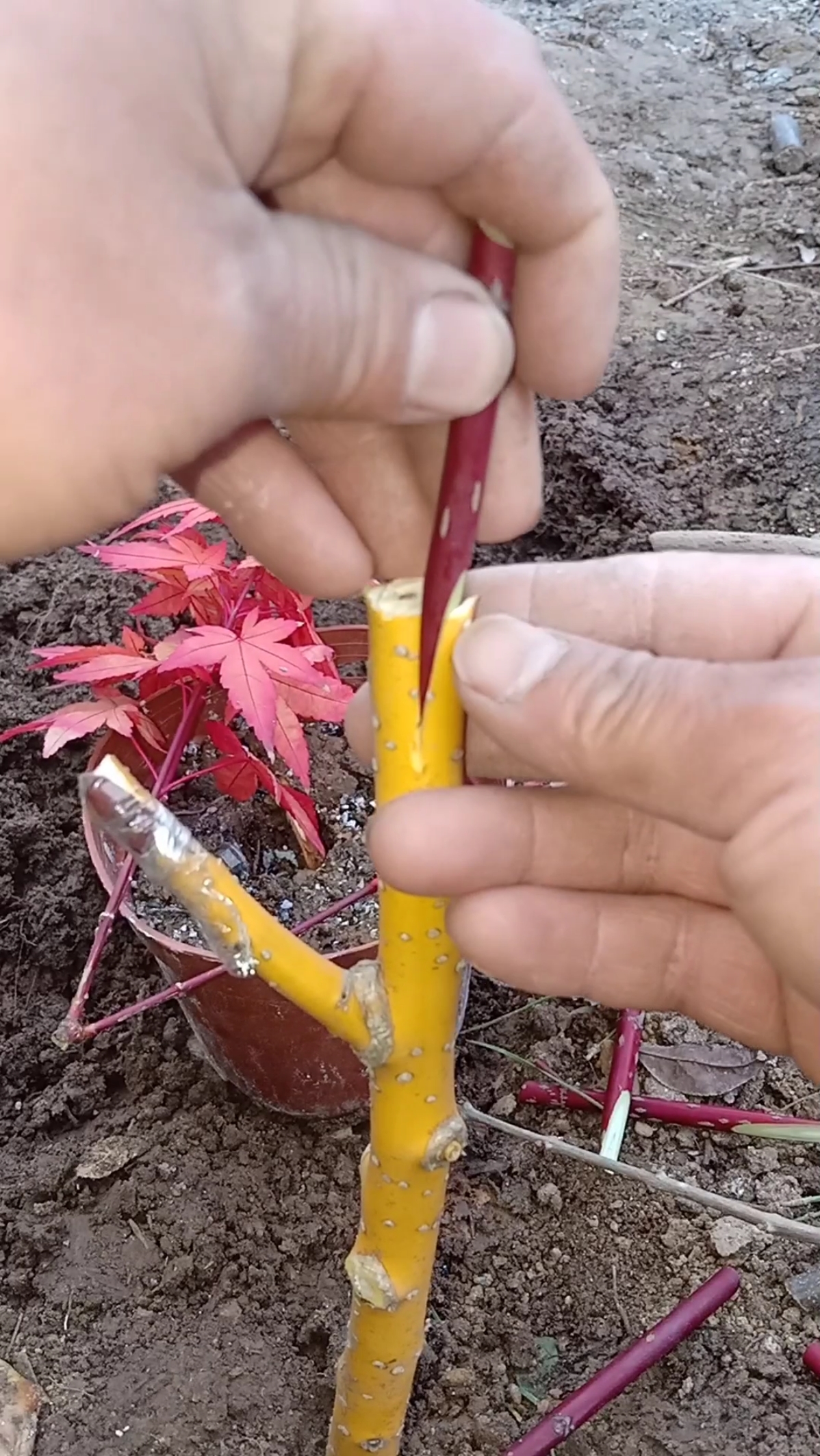 嫁接技术#劈接四季红枫技术,懂得人极少