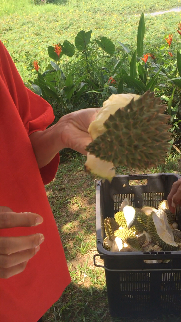 音为有你#告诉你什么叫老树榴莲