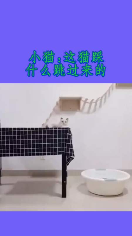 我要上热门#小猫:这猫踩什么跳过来的